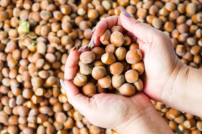 azienda agricola nocciole