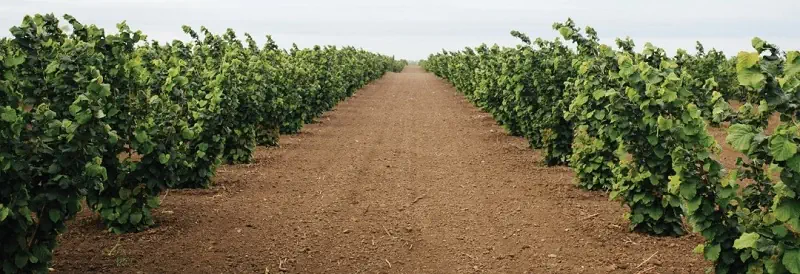 orchard_narrow